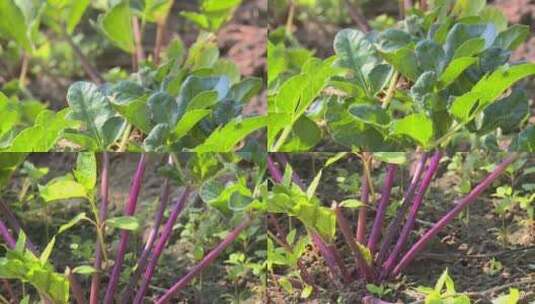 大棚种植蔬菜绿叶菜农民菜农菜篮子工程高清在线视频素材下载