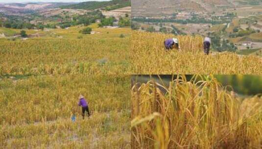 农民收割谷子小米高清在线视频素材下载