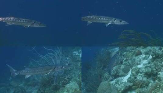加勒比海，梭鱼，鱼，海洋高清在线视频素材下载