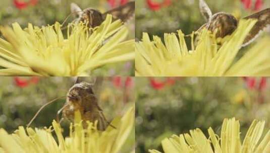 蝴蝶蛾，花，花，授粉高清在线视频素材下载