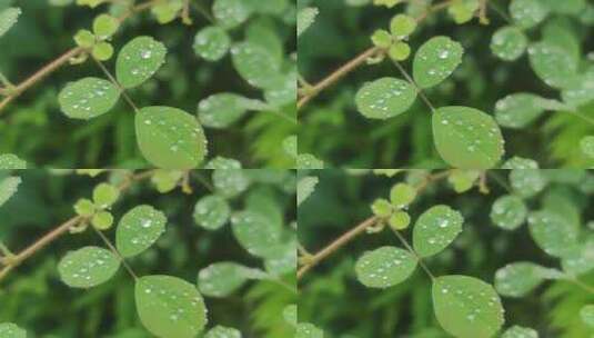 植物野草露珠实拍高清在线视频素材下载