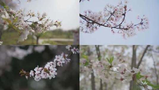 春季樱花高清在线视频素材下载