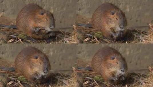 海狸鼠、食草动物、Coypu、啮齿动物高清在线视频素材下载