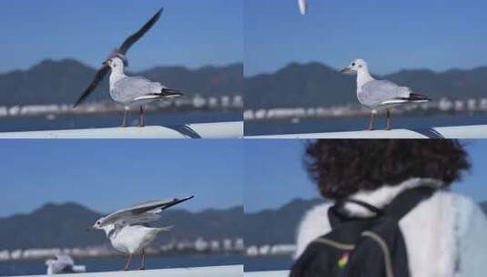 站在栏杆上休息的海鸥特写高清在线视频素材下载