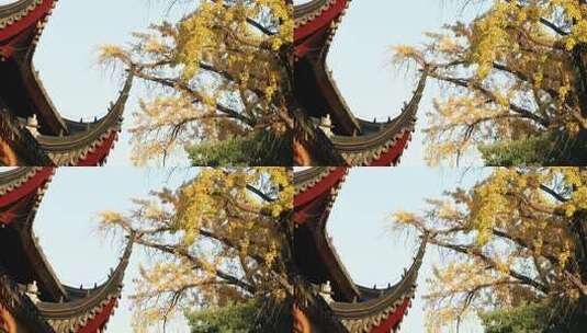 秋天寺院唯美金黄银杏古建筑局部高清在线视频素材下载