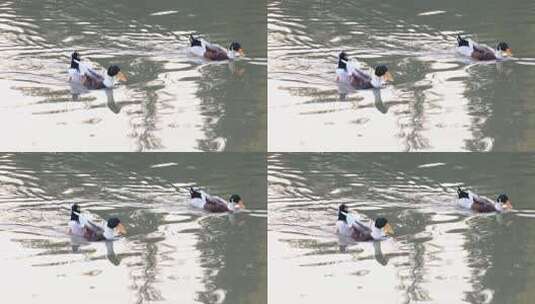 鸭子戏水游泳阳光湖水高清在线视频素材下载