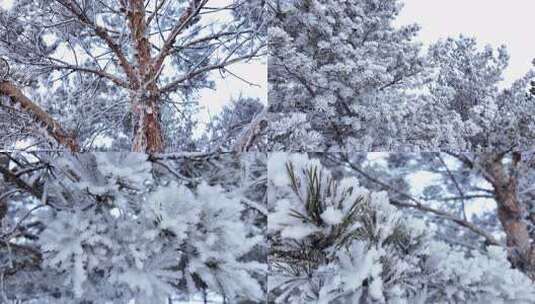 樟子松雪松树挂雪景高清在线视频素材下载