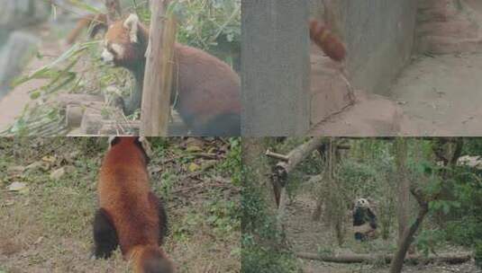 竹林中的小熊猫和大熊猫高清在线视频素材下载