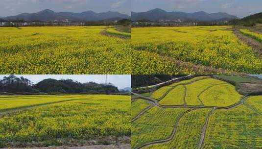 油菜花海中的乡村风光高清在线视频素材下载