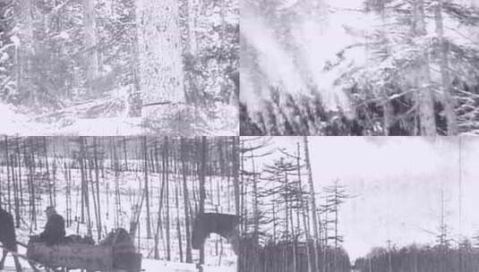 上世纪初 20年代 30年代 40年代 伐木高清在线视频素材下载