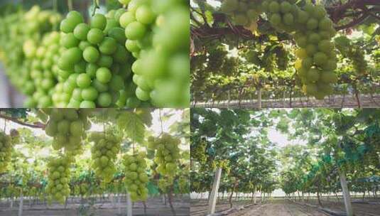 葡萄园 阳光玫瑰 农业种植 乡村振兴高清在线视频素材下载