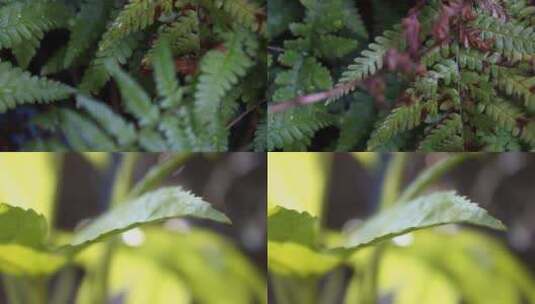 植物叶子的特写镜头高清在线视频素材下载