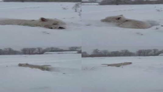 冷雪木景观高清在线视频素材下载