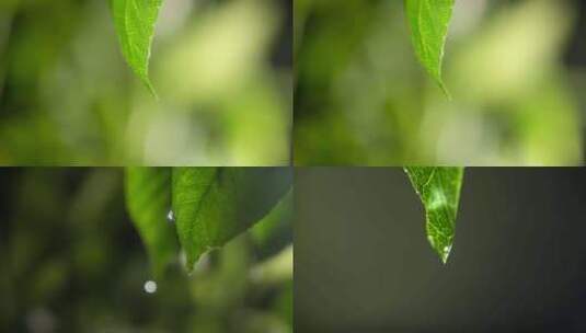 露水滴水水滴一滴水树叶滴水大自然水滴高清在线视频素材下载