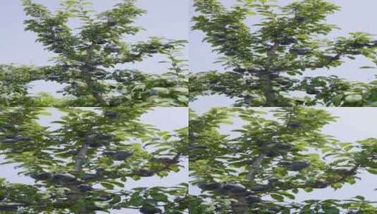 树上的黑布林高清在线视频素材下载