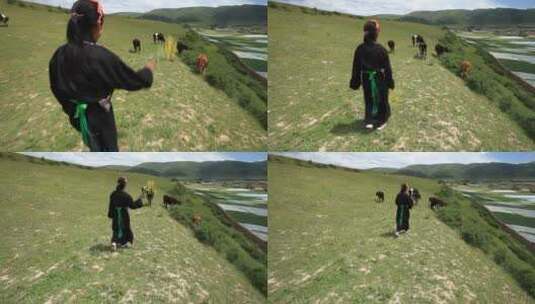 小卓玛 放牛羊 唱藏歌 跟随镜头 大草原高清在线视频素材下载