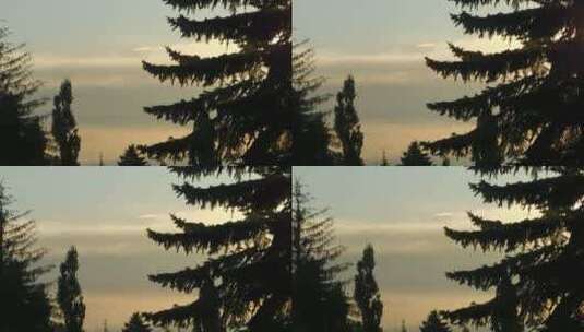 日出时树木的剪影高清在线视频素材下载