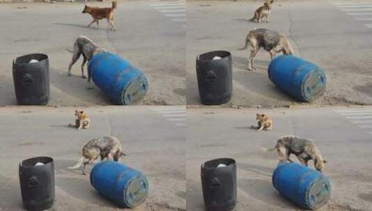 生病的流浪狗在吃垃圾桶里的食物高清在线视频素材下载