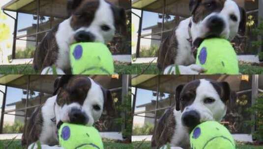 狗狗在玩吱吱作响的玩具高清在线视频素材下载
