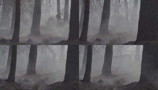 国家森林扑灭火焰高清在线视频素材下载