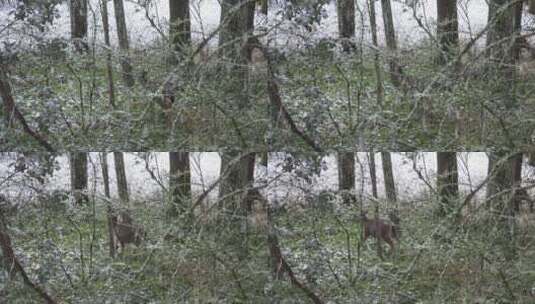 下雪天森林里的麋鹿高清在线视频素材下载