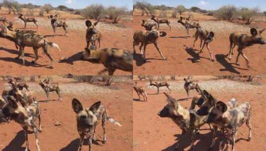 非洲野狗漫步在大草原上高清在线视频素材下载