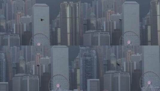 一只老鹰飞在香港上空高清在线视频素材下载