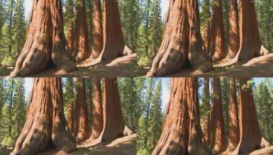 巨大的红杉树高清在线视频素材下载
