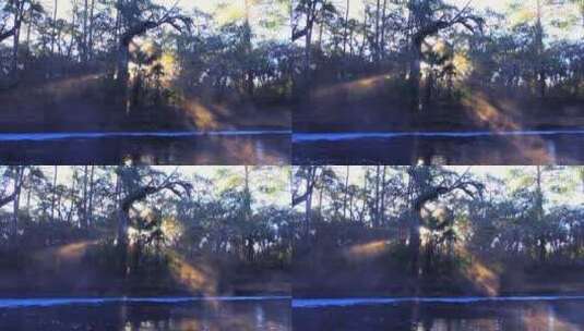 佛罗里达沼泽地的晨雾升起高清在线视频素材下载