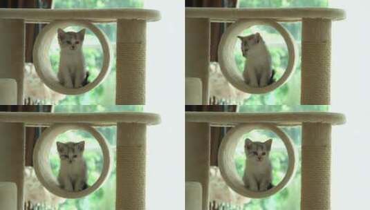 可爱的波斯猫高清在线视频素材下载