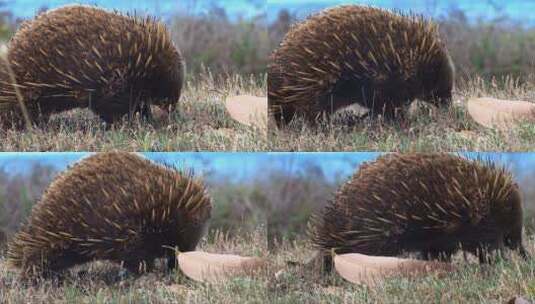 澳大利亚食蚁兽在草地上觅食的特写高清在线视频素材下载
