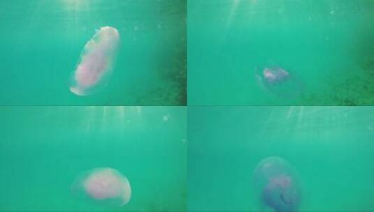 水母在阳光照射下的水游泳高清在线视频素材下载