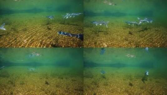 一群白斑鱼在浑浊的水中游泳高清在线视频素材下载