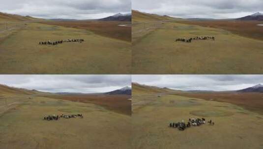 草原上的牛羊高清在线视频素材下载