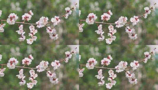 杏花开花特写高清在线视频素材下载