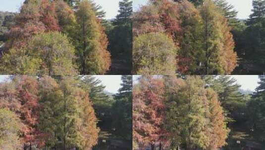 茂密的落羽杉树高清在线视频素材下载