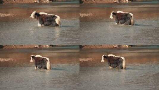 水中行走的牦牛高清在线视频素材下载