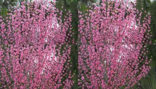 中式胡同四合院花朵拍摄高清在线视频素材下载