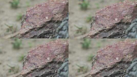 4K实拍蜥蜴在石头上快速移动高清在线视频素材下载
