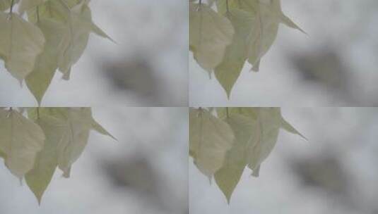 树上的空鸟巢到树叶的变焦LOG视频素材高清在线视频素材下载