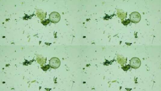 科研素材 微生物原生生物硅藻高清在线视频素材下载