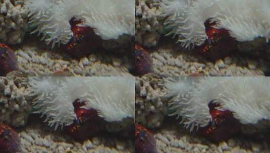 【镜头合集】白色海葵触手珊瑚海洋和生物高清在线视频素材下载