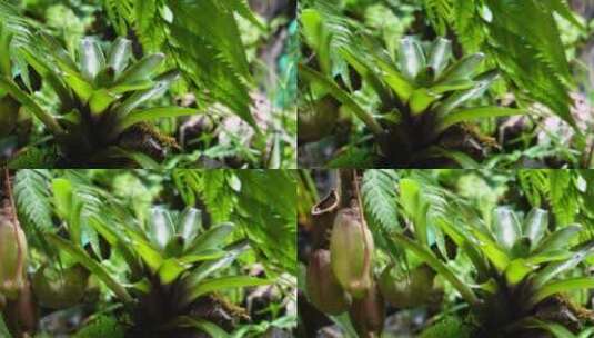 猪笼草食虫草珍稀植物热带雨林造景高清在线视频素材下载