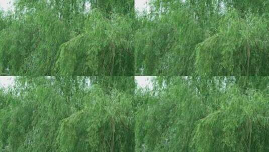 微风中荡漾的柳树高清在线视频素材下载