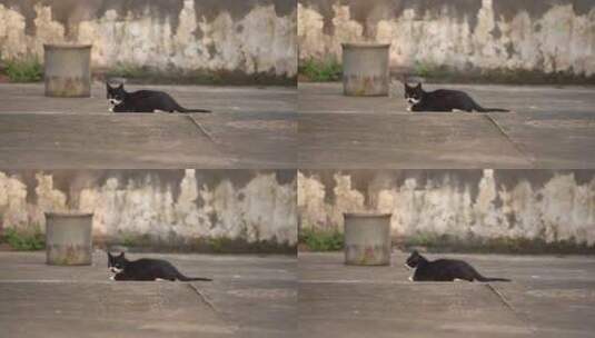 远景玩耍的黑猫高清在线视频素材下载