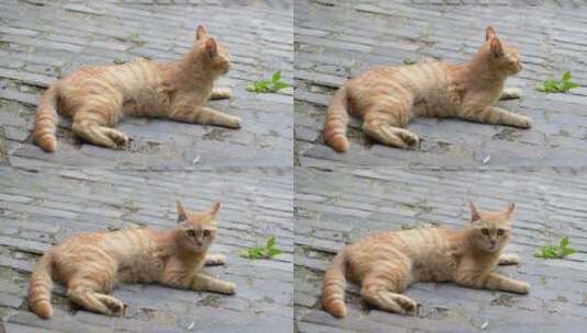 橘猫趴在地上休息猫叫高清在线视频素材下载