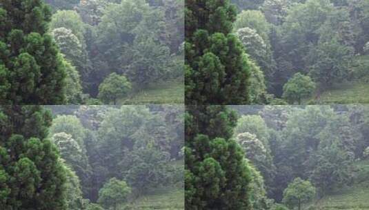 绿色森林里的大雨高清在线视频素材下载