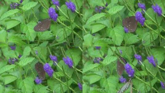 美丽的蝴蝶高清在线视频素材下载