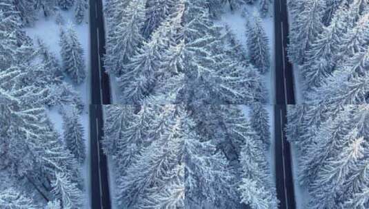 航拍白雪覆盖的树木高清在线视频素材下载