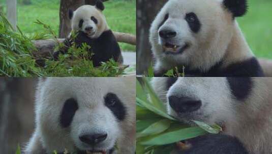 熊猫吃竹子特写高清在线视频素材下载